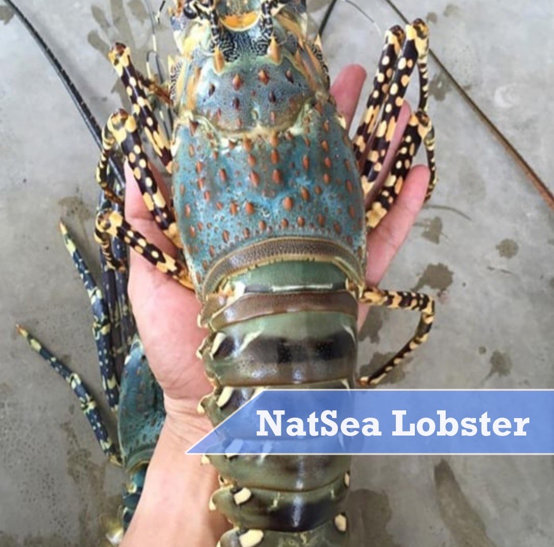 Lobster Mutiara Hidup Size "200gr - 300gr"