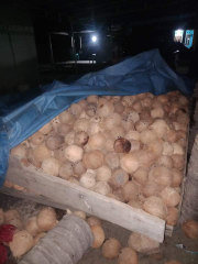 kelapa tua