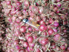 Bawang Merah Bima