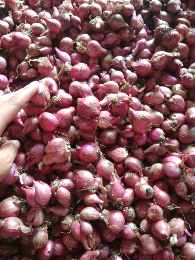 jual bawang merah super dr nganjuk