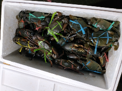 JUAL KEPITING BAKAU PAPUA HIDUP