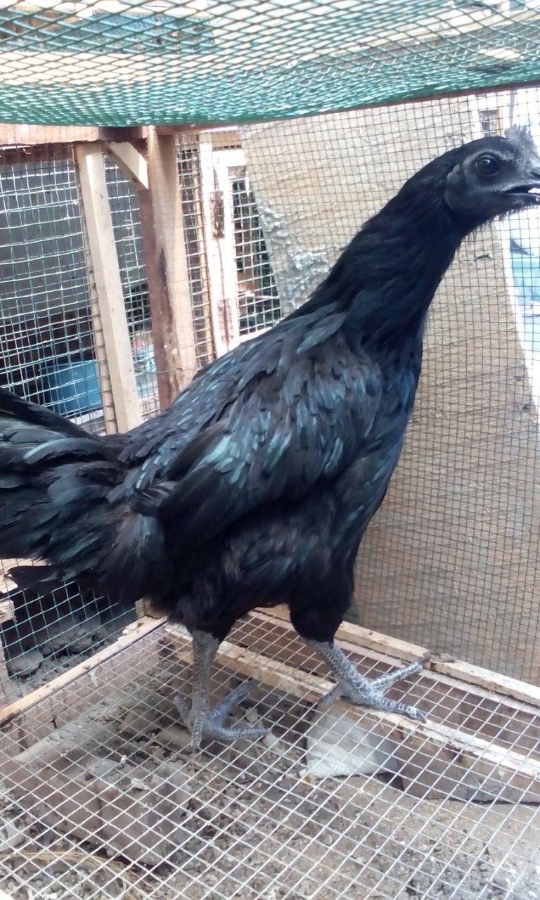 Dijual Ayam Cemani Usia Anakan sampai Indukan