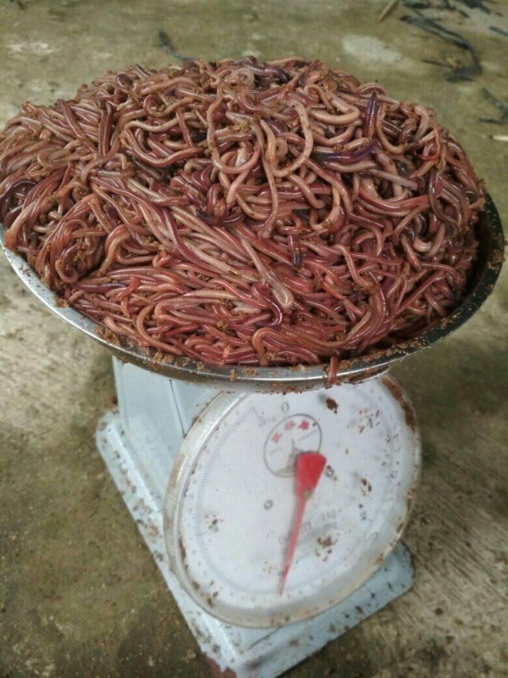 Cacing Tanah, Lumbricus Rubellus, African Night Crawler (ANC), Tiger