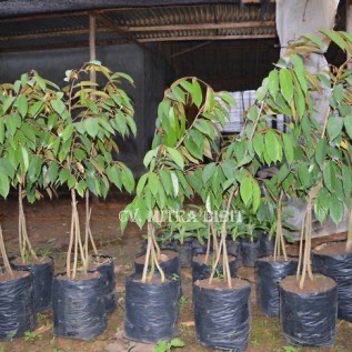Bibit Durian Berkaki Ganda , Harga Bibit Durian Bawor