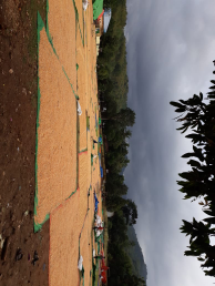 jagung pipih kering