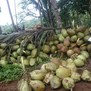 Kelapa Grade AB