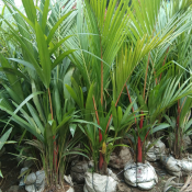 jual pohon palem merah 