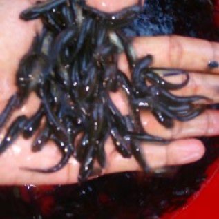 Jual benih Gabus Super