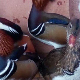 Jual Bebek Caroline Dewasa