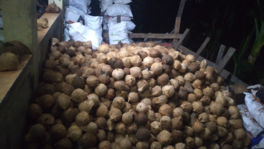 Kelapa Tua