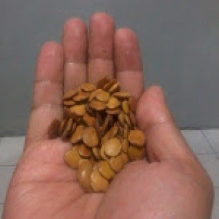 Benih Gamal (Glircidia cepium)