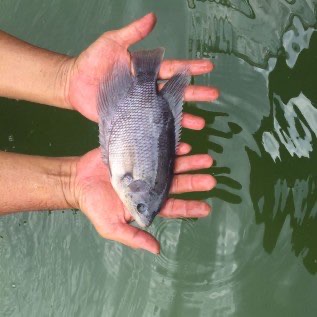 HOT!! Jual bibit ikan gurame ukuran jumbo 