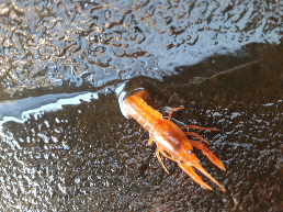 lobster hias mini mexico orange