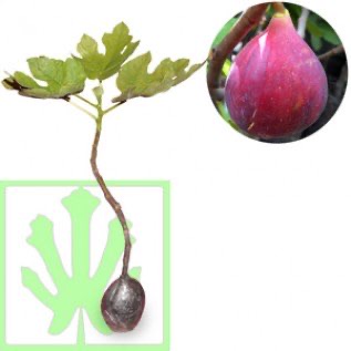Bibit Buah Ara / Tin Red Israel ( Khurtmani Fig ) - Ukuran 20 - 40cm