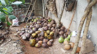 jual kelapa tua.spek kelapa ABC