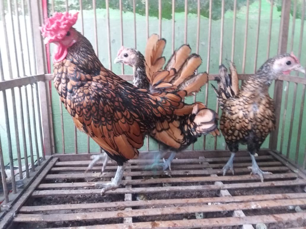 Dijual Ayam Kanada Coklat Gold Dari Usia Anakan sampai Indukan