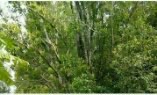 dijual kebun cengkeh