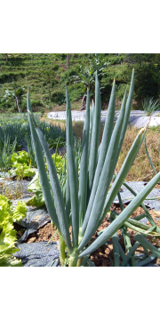 jual bawang daun