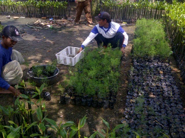 jual bibit jati putih di bandung