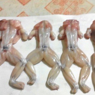 Daging Paha Jeroan Kulit Bibit Percil Kodok Katak Lembu Bullfrog Budidaya