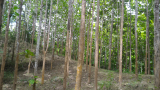 Kebun jati