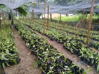 bibit vanili