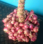 jual bawang merah asli probolinggo