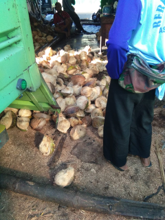 Jual Kelapa
