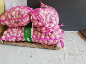 Bawang putih sincou