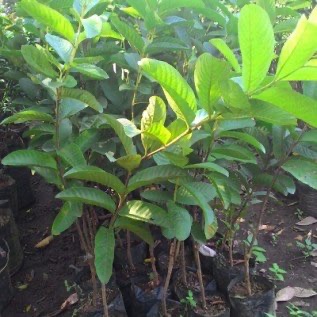 bibit jambu bangkok unggul | jambu bangkok rasa enak