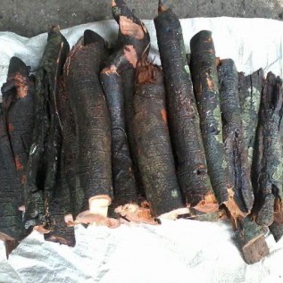 UMBI GADUNG,AKAR TUBA & BROTOWALI