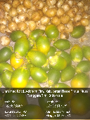 Pinang Muda