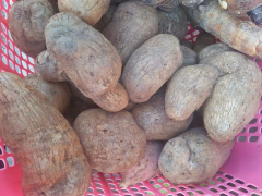 ubi banggai
