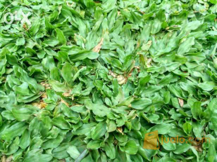 jual pohon rumput gajah mini 
