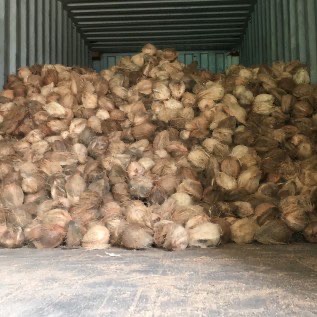 Kelapa tua bulat
