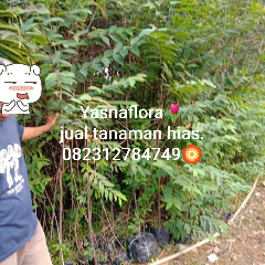jual pohon rainbow 