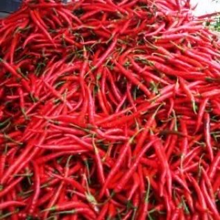Jual Cabe Merah Keriting