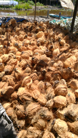 kelapa jambul abc