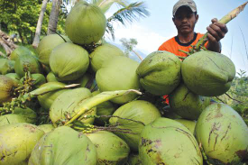 Supllier Kelapa Tua Atau Muda Bagus Harga Bersaing