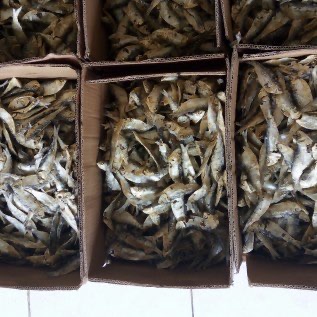 jual ikan tembang