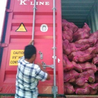 Fresh old coconut (Kelapa Tua Segar)