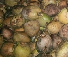 kelapa tua tampa. kupas