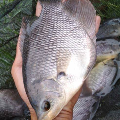 Gurami ( Hidup / Mati - Basah / Kering )