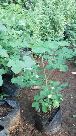 bibit kelor