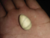 batu mustika kelapa