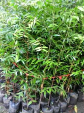 jual pohon damar murah meria