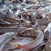 ikan lele segar khusus jabodetabek