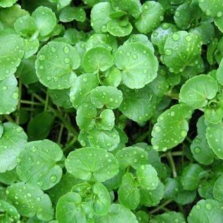 jual selada air (water cress)