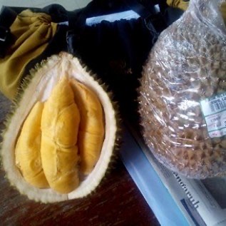 JUAL BIBIT DURIAN MUSANG KING