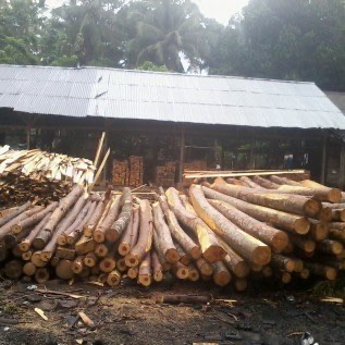 Kayu Albasia Bahan Bangunan